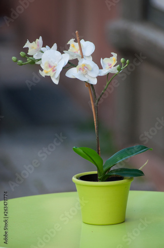 closeup of white artificial orchid in green pot on green table in outdoor
