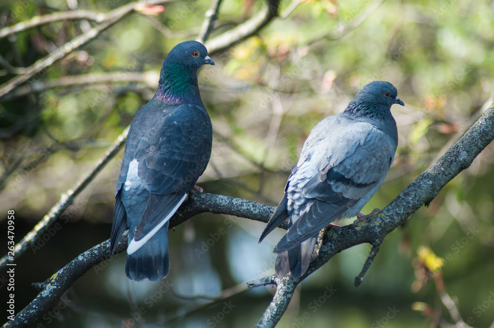 Obraz premium couple of pigeons standing on branch in urban park