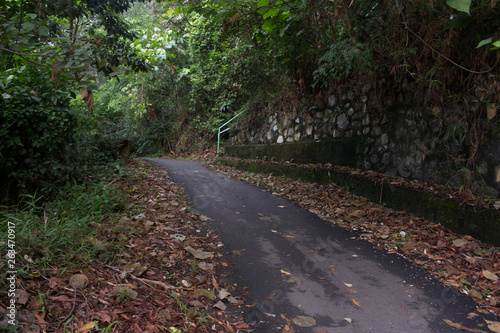 path in asian forest