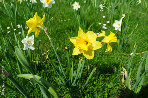 Daffodil bloom in May