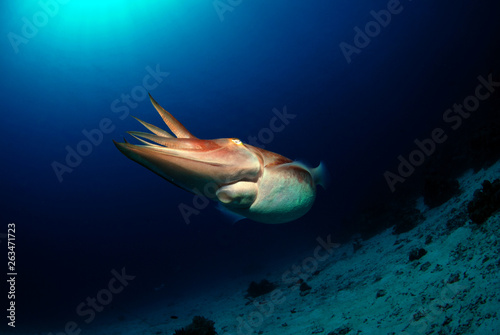 Broadclub cuttlefish - Sepia latimanus. Komodo National Park.