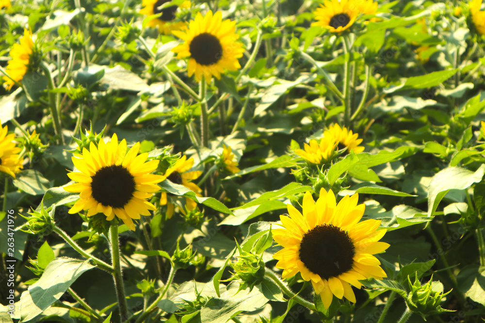 beautiful yellow sunflowers in the green parks outdoor and gardens beautiful yellow sunflowers in the green parks outdoor and gardens