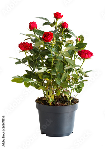 Fototapeta Naklejka Na Ścianę i Meble -  indoor rose in a flower pot isolated on white background, side view