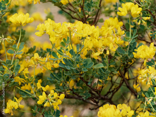 Coronille arbrisseau (Hippocrepis emerus) aux fleurs jaunes photo