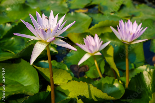 Beautiful lotus flower water flora green leaf