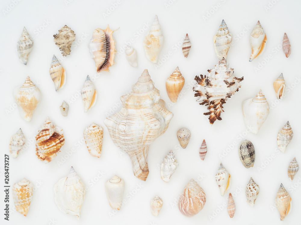 Background made from sea shells Background made from sea shells
