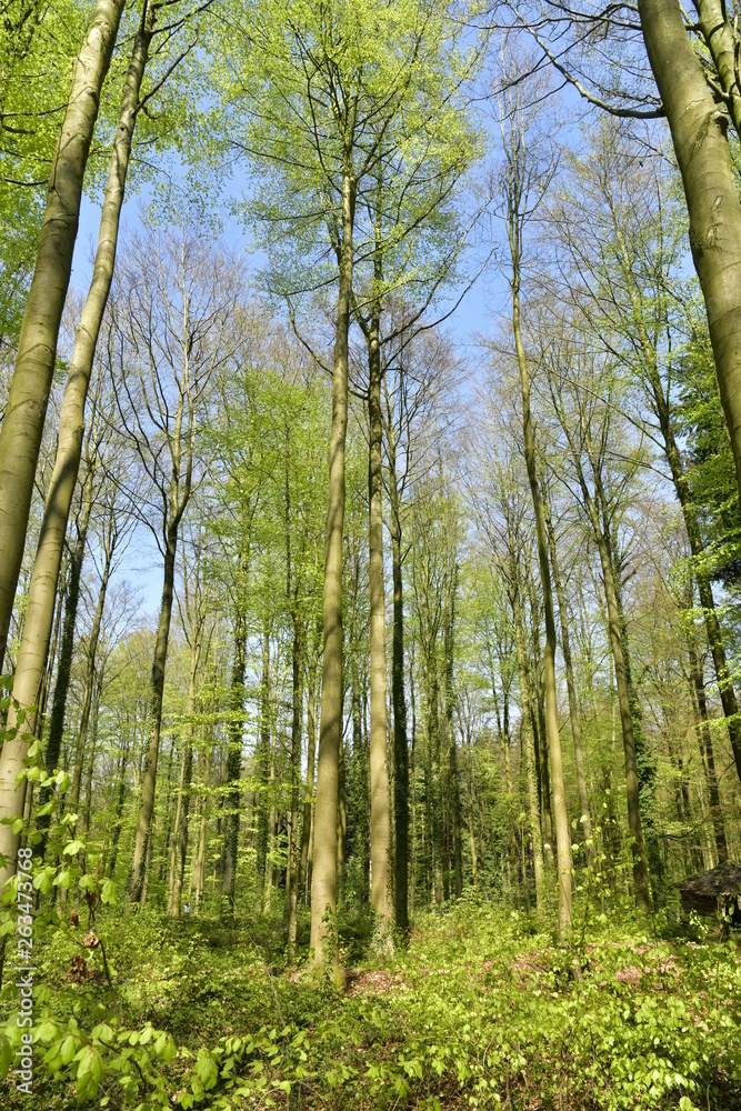 Forêt de jeunes hêtres au Hallerbos près de Halle Forêt de jeunes hêtres au Hallerbos près de Halle