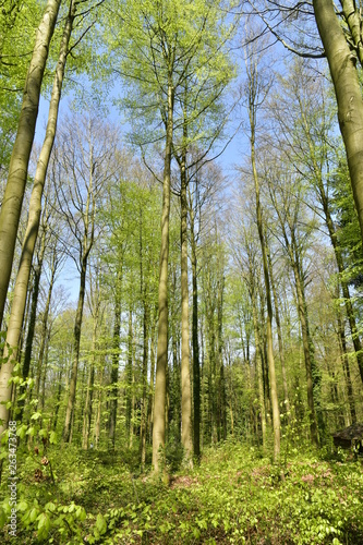 Forêt de jeunes hêtres au Hallerbos près de Halle