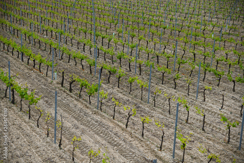 image of a vineyard field