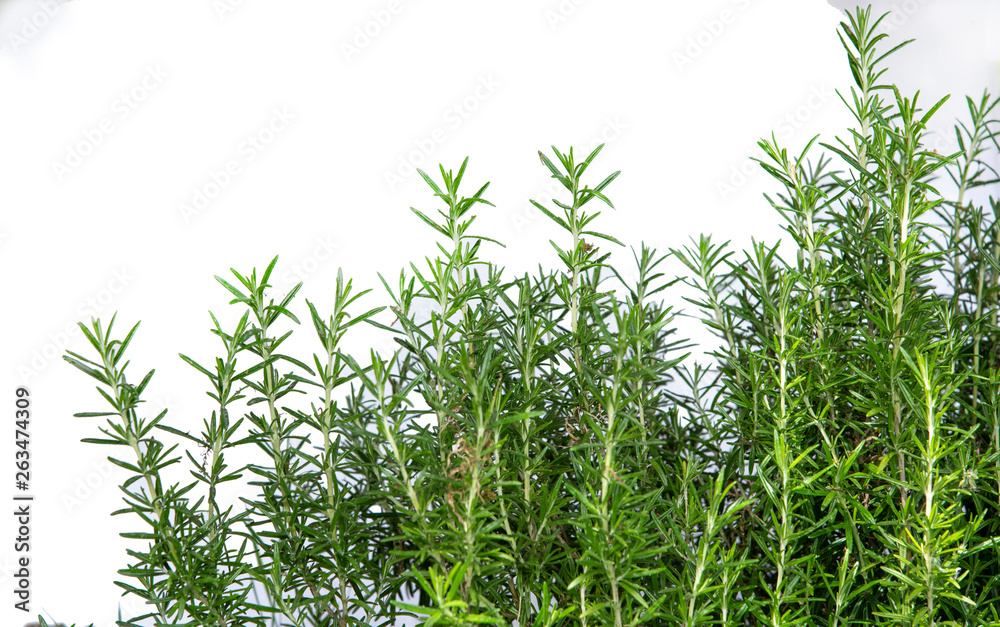 green vegetation in the field green vegetation in the field