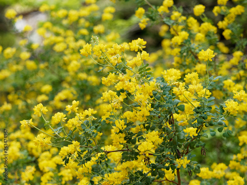 Coronille arbrisseau (Hippocrepis emerus)