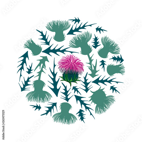 Round bunch of silhouette Thistle or Carduus plant, spiny leaf, bud and flower in pastel green and pink isolated on white background.