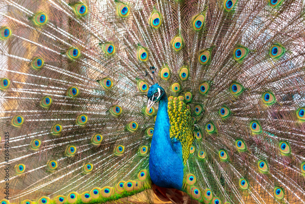 Obraz premium Portrait of a peacock in a zoo