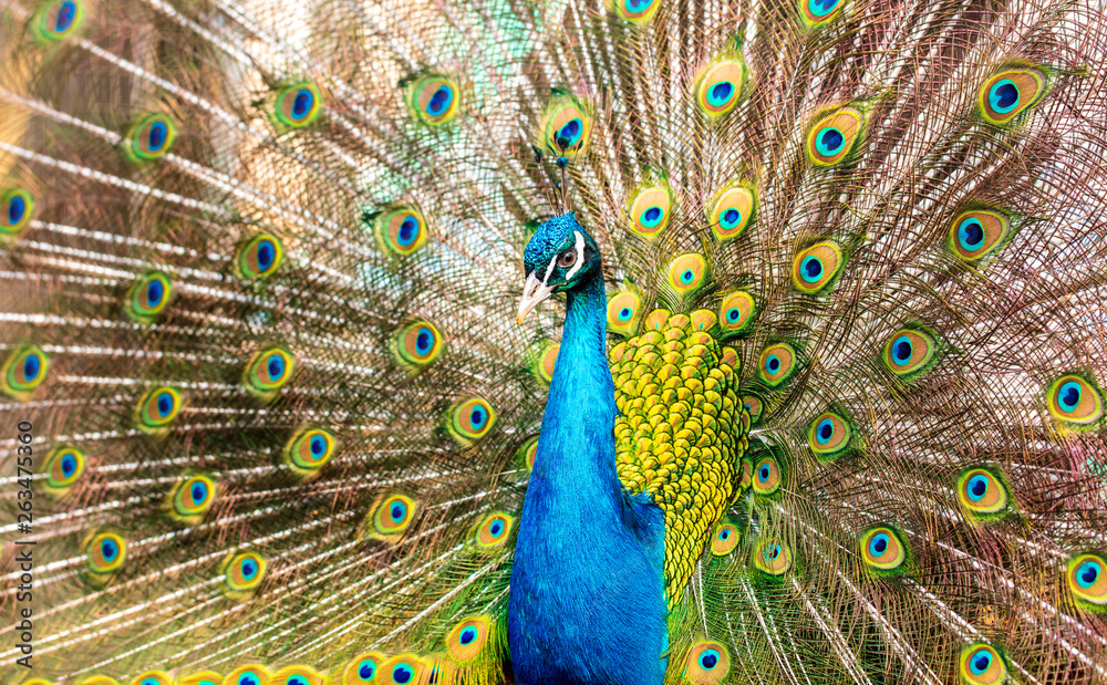 Naklejka premium Portrait of a peacock in a zoo