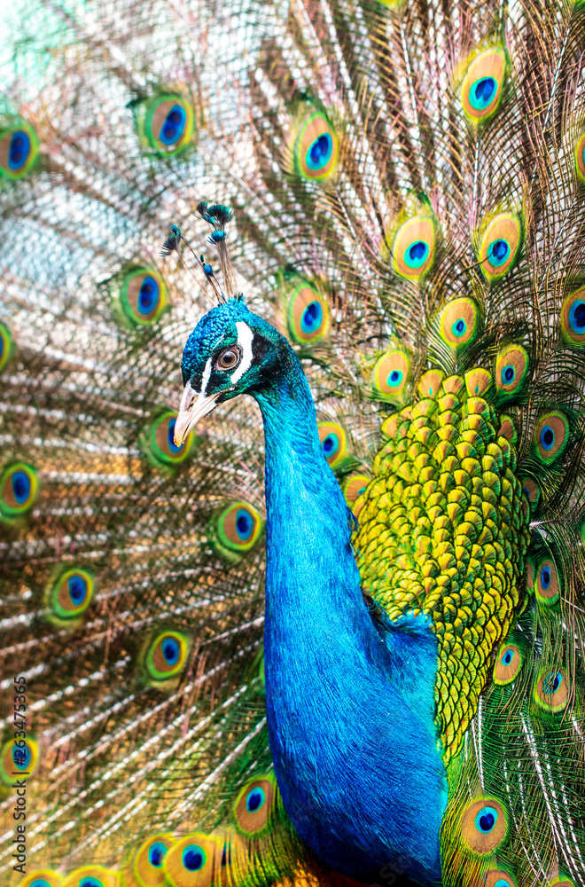 Obraz premium Portrait of a peacock in a zoo