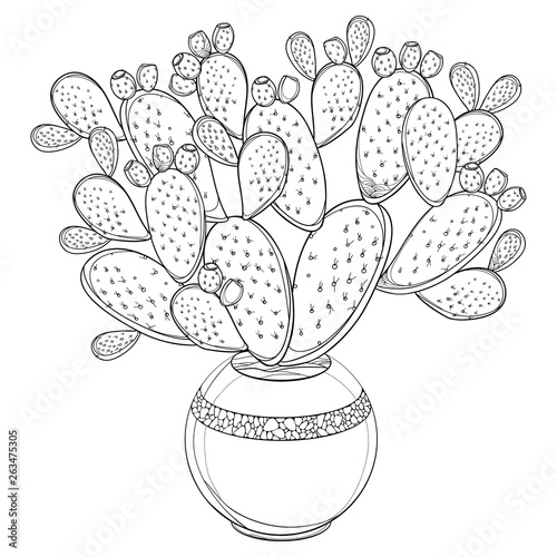 Bunch of outline Indian fig Opuntia or prickly pear cactus, fruit and stem in flowerpot in black isolated on white background.