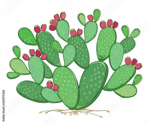 Bush of outline Indian fig Opuntia plant or prickly pear cactus, red fruit and spiny stem in green isolated on white background.