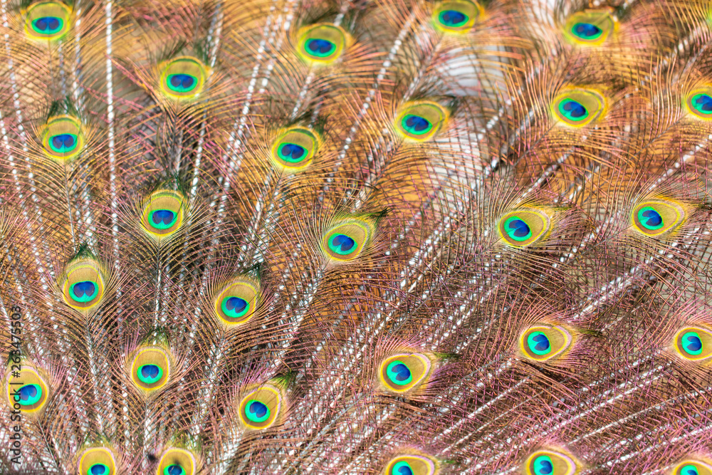 Fototapeta premium Peacock feathers on nature as background