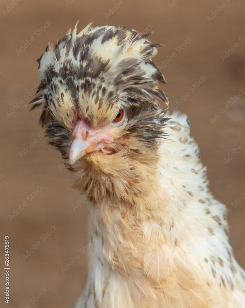 Naklejka premium Portrait of chicken on the farm