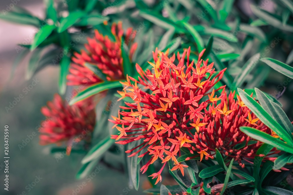 spike flower flower with green leaf blurred background For nature wallpaper image. spike flower flower with green leaf blurred background For nature wallpaper image.