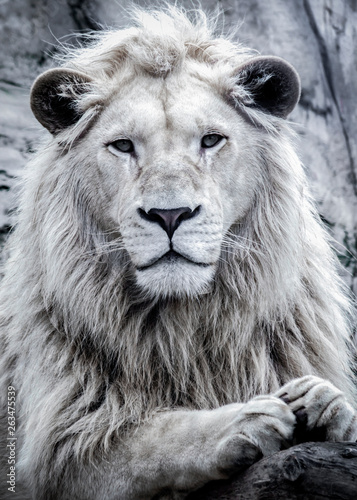Canvas Print african white lion portrait