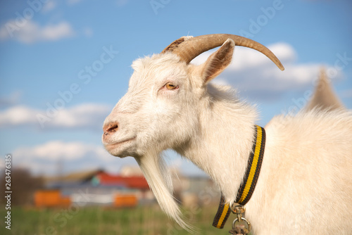 Portrait of a beautiful white goat with horns, blue sky with clouds. Livestock on a walk in a collar, chewing fresh grass in early spring