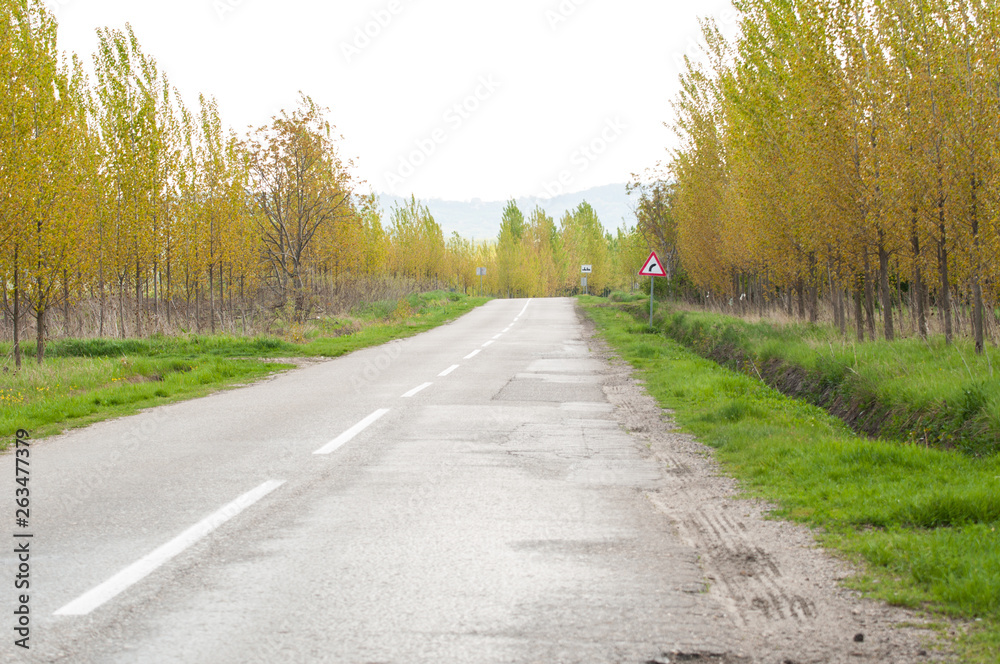Fototapeta premium Road surrounded by green grass and wood.Road in nature