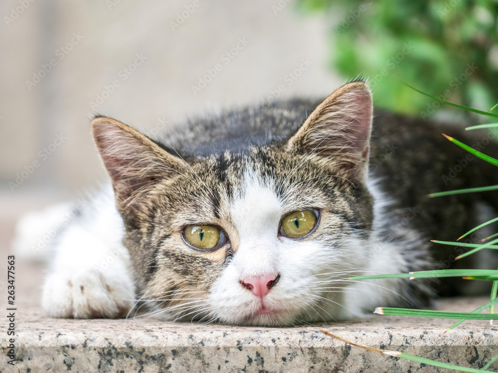 Fototapeta premium 猫