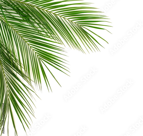 tropical green palm leaves   branches pattern frame on a white background. top view.copy space.abstract.