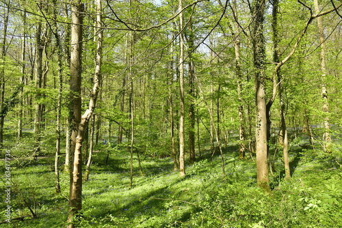 Forêt de hêtres fins au printemps ,au Hallerbos près de Halle