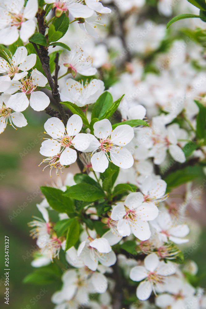 Obraz premium blooming cherry tree in spring time 