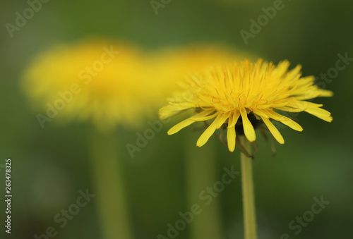 Dandelions