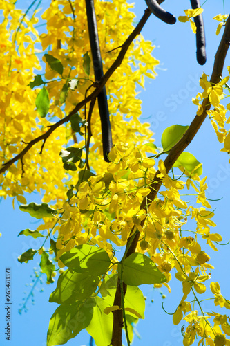 Yellow Cassia bloom in the summer season