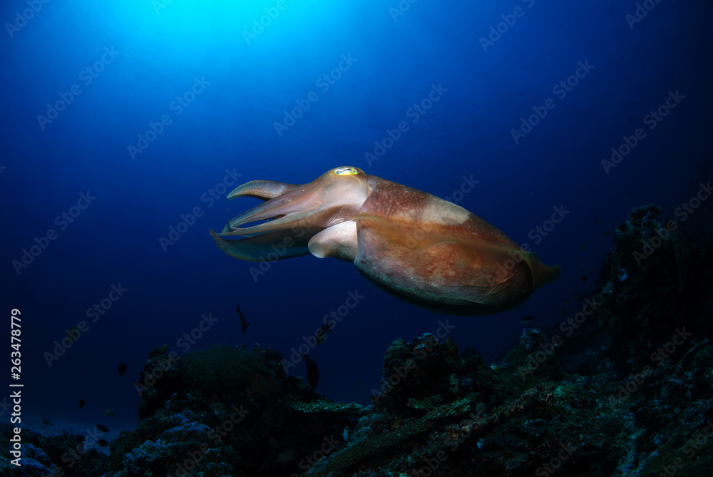 Fototapeta premium Broadclub cuttlefish - Sepia latimanus. Komodo National Park.