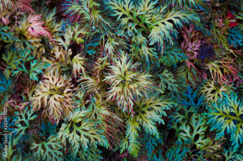 An exotic Spike Moss ferns background.