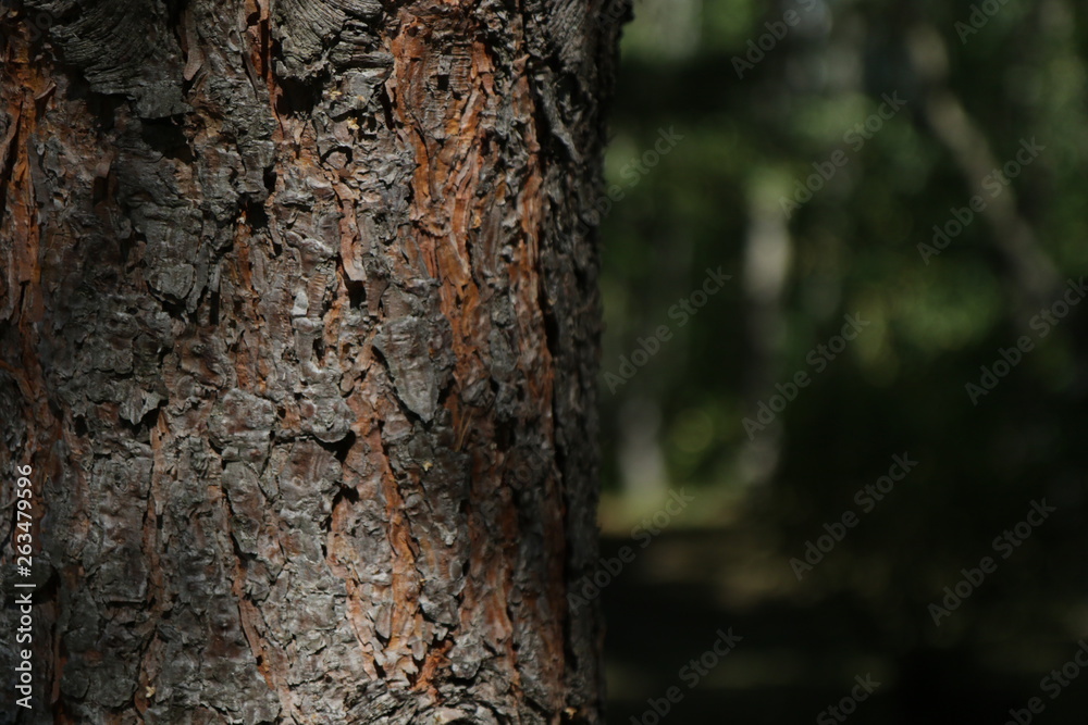 Tree Tree