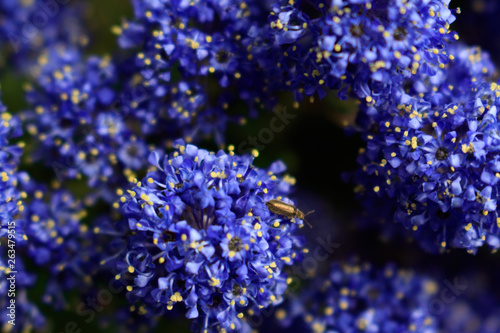 Blue indigo floral background. Macro shoot of  California lilac visited by insect. photo