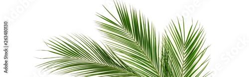 Banner tropical green palm leaves   branches pattern frame on a white background. top view.copy space.abstract.