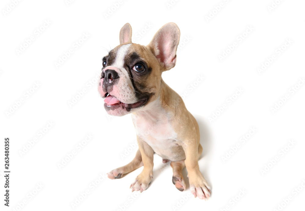Cute french bulldog siting isolated on white