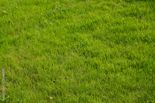  Green grass background