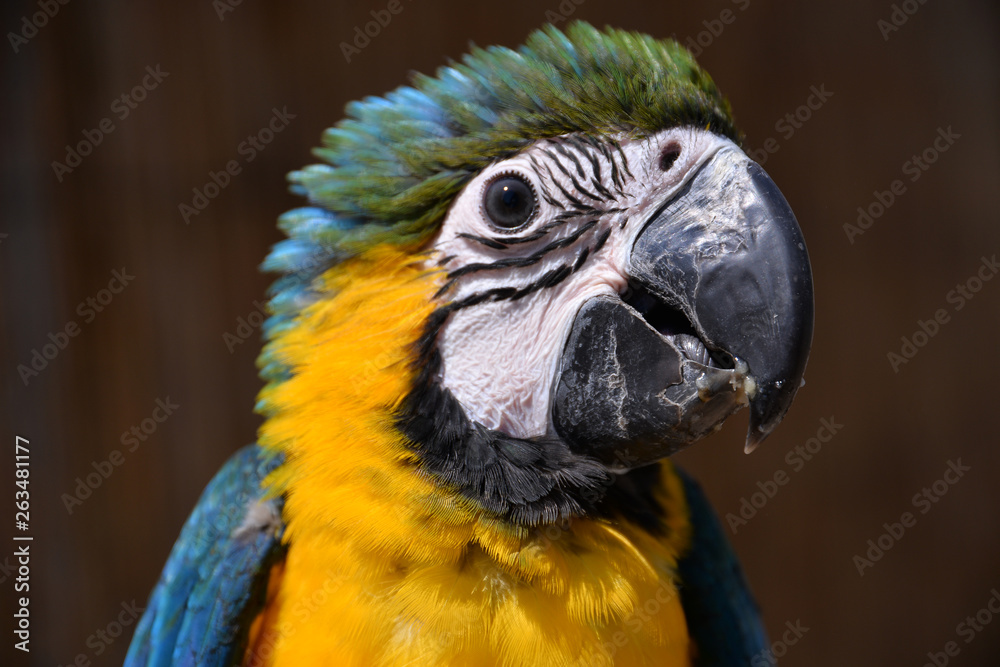 A beautiful Blue and yellow baby macaw Parrot A beautiful Blue and yellow baby macaw Parrot