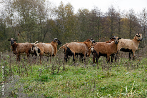 Goats in different breeds