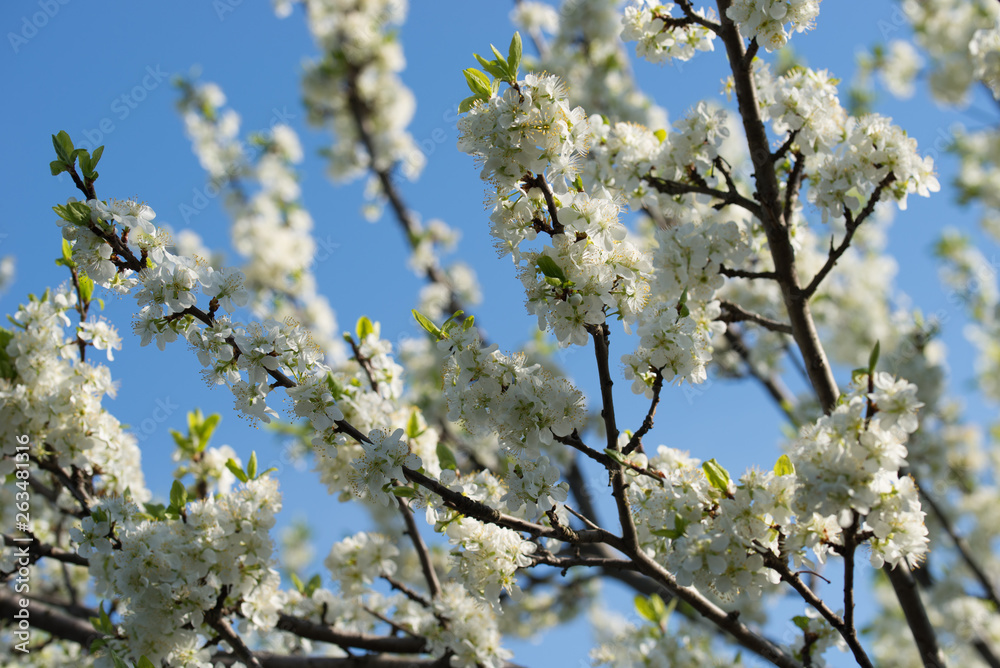 white prunus avium,  wild cherry, sweet cherry, or gean flowers on tree twig selective focus