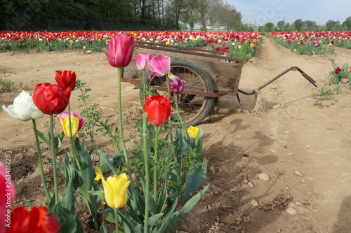 MULTICOLOR tulips in the garden © Stemoir