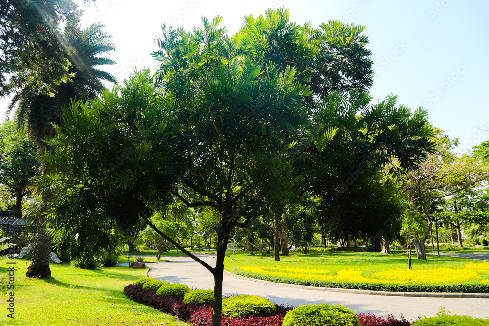 Fototapeta premium Beautiful green tree, plants, forest and flowers in the outdoor gardens and parks