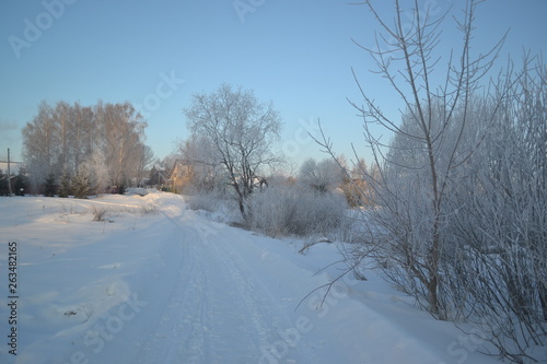 winter landscape with trees and road