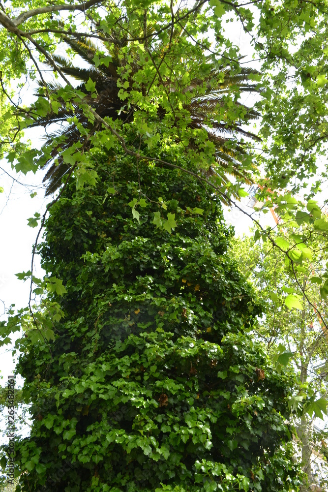 Fototapeta premium green leaves of a tree