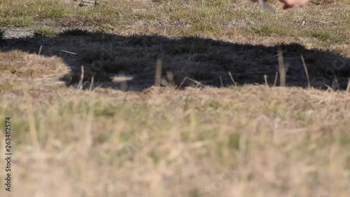 female hands scavenge on dry grass in spring