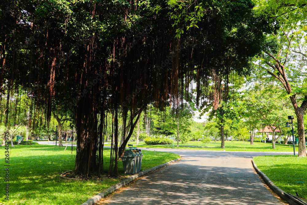Obraz premium Beautiful green tree, plants, forest and flowers in the outdoor gardens and parks