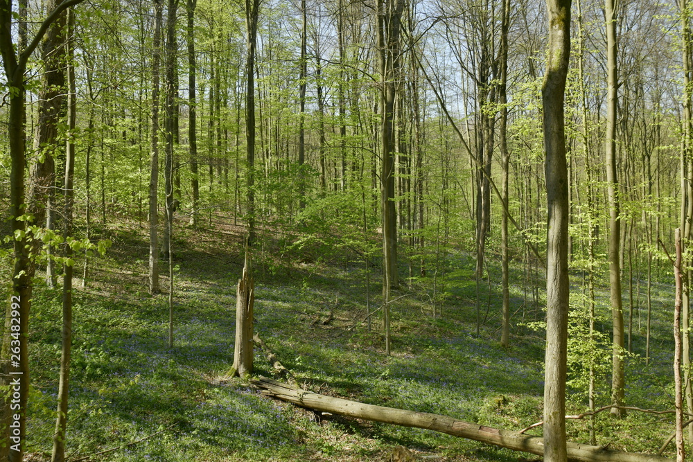 Forêt de hêtres fins au printemps ,au Hallerbos près de Halle Forêt de hêtres fins au printemps ,au Hallerbos près de Halle